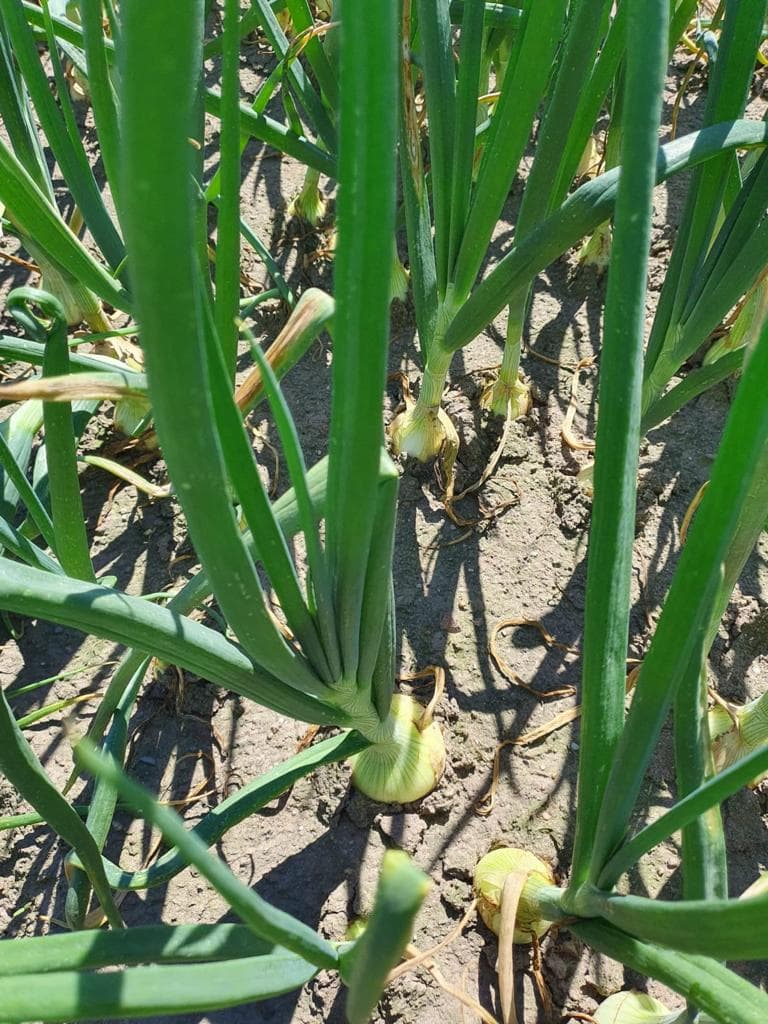 Winter onion from the vicinity of Słupca