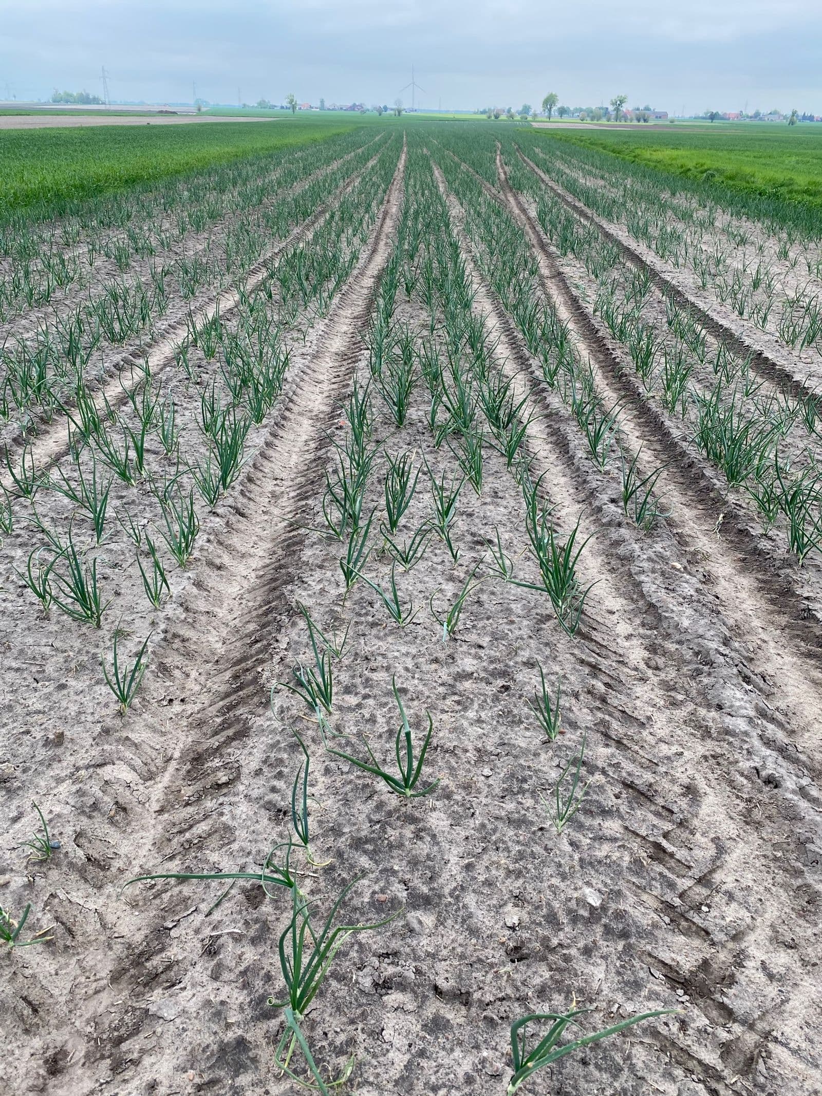 A visit to a supplier from the area of Ciążenia