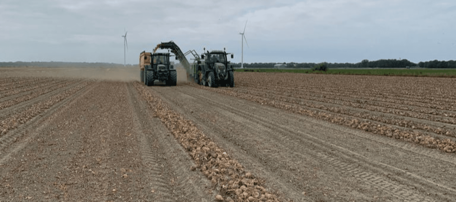 Sturon onion Netherlands
