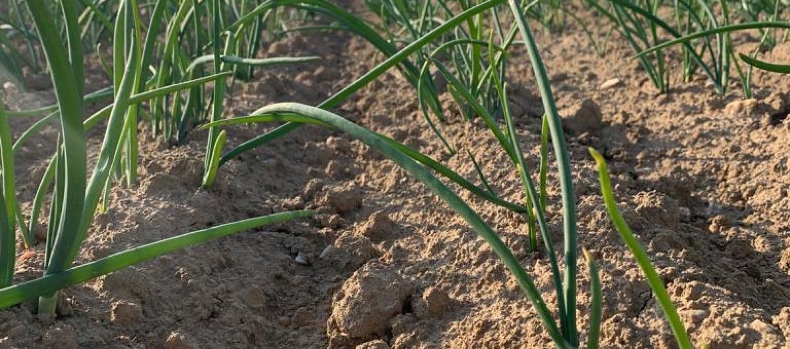 Sturon seedling control