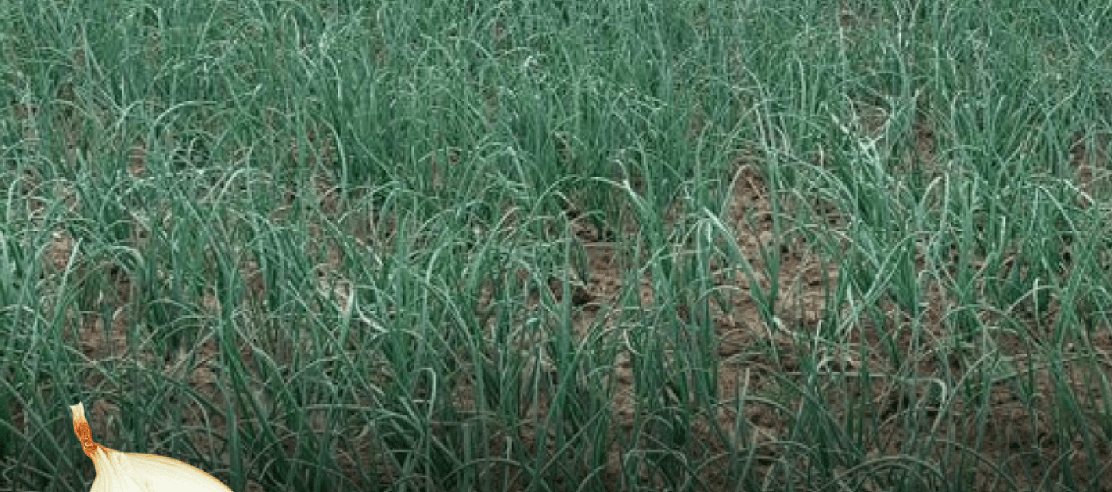 Sturon onion control visit
