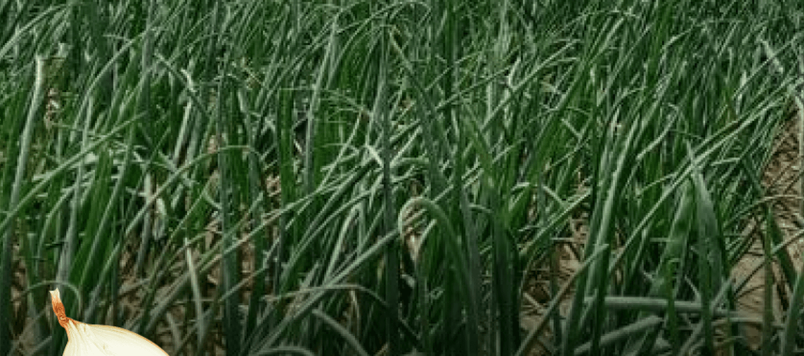 Field control of our Sturon seedling