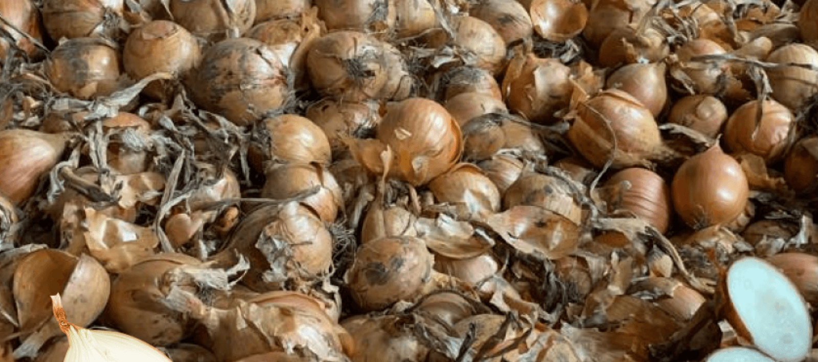 Dutch Dormo and Hytech onions