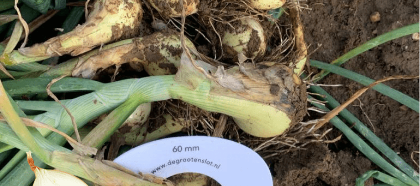 The development of our Sturon seedling
