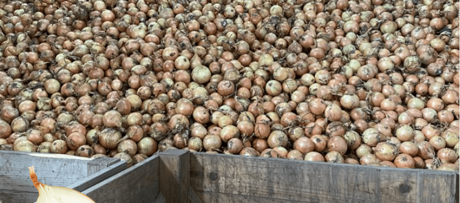 Sowing onion - Kujawy