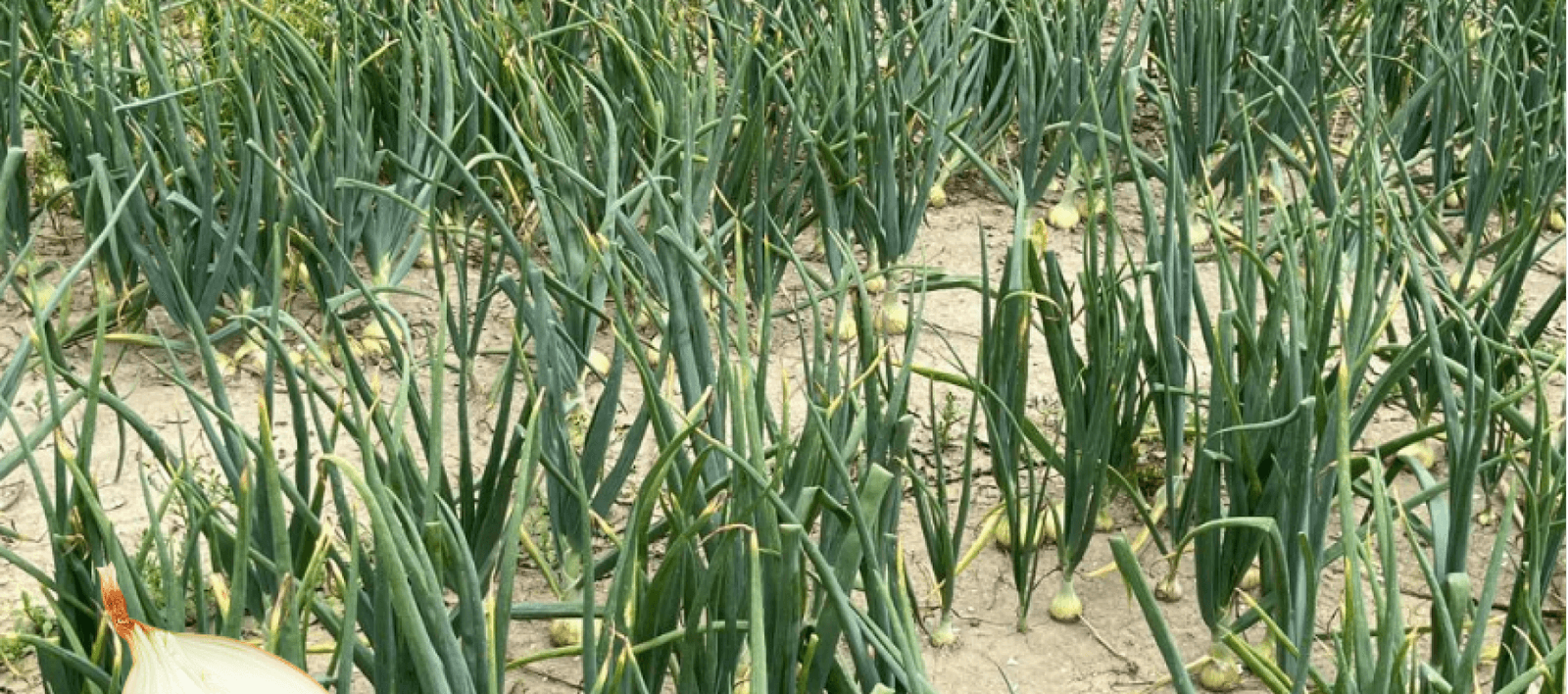 Dutch onion from sowing