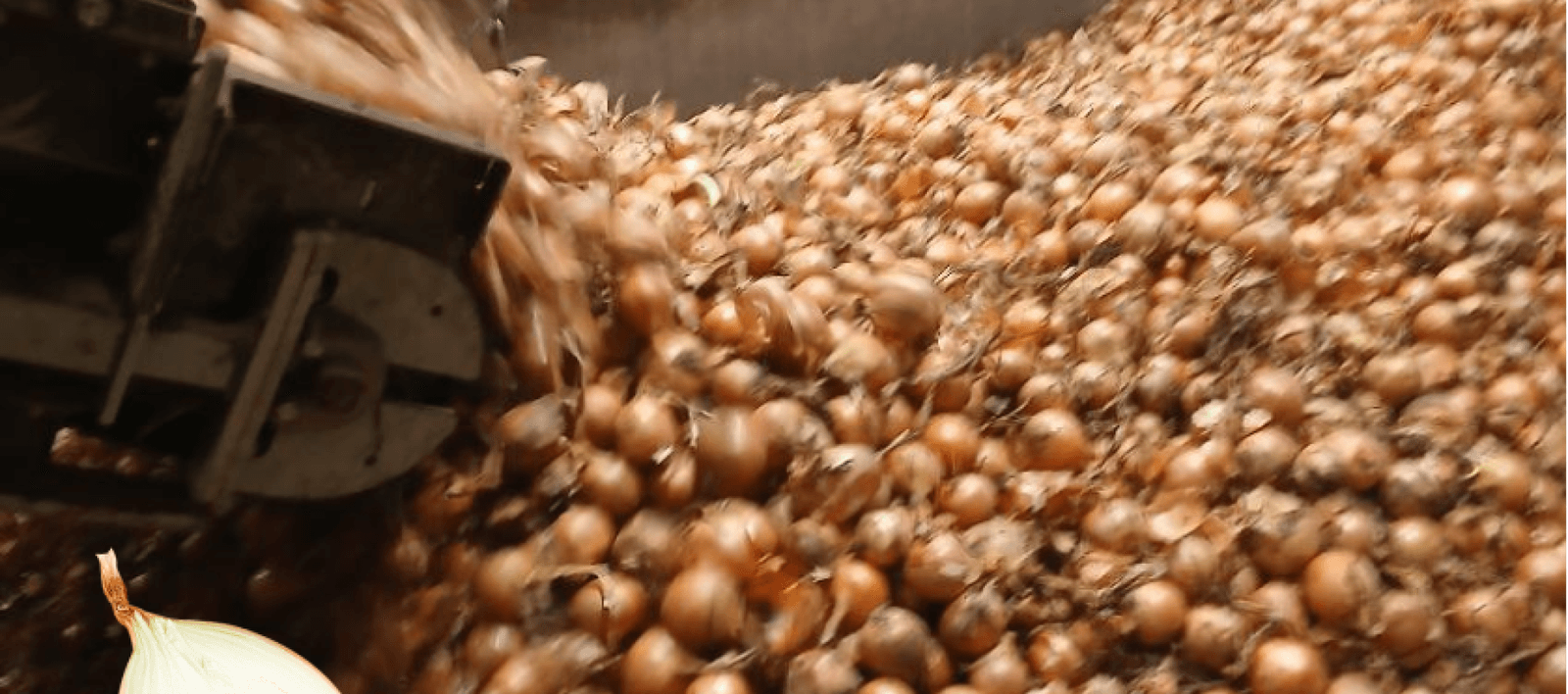High-quality onions in peel