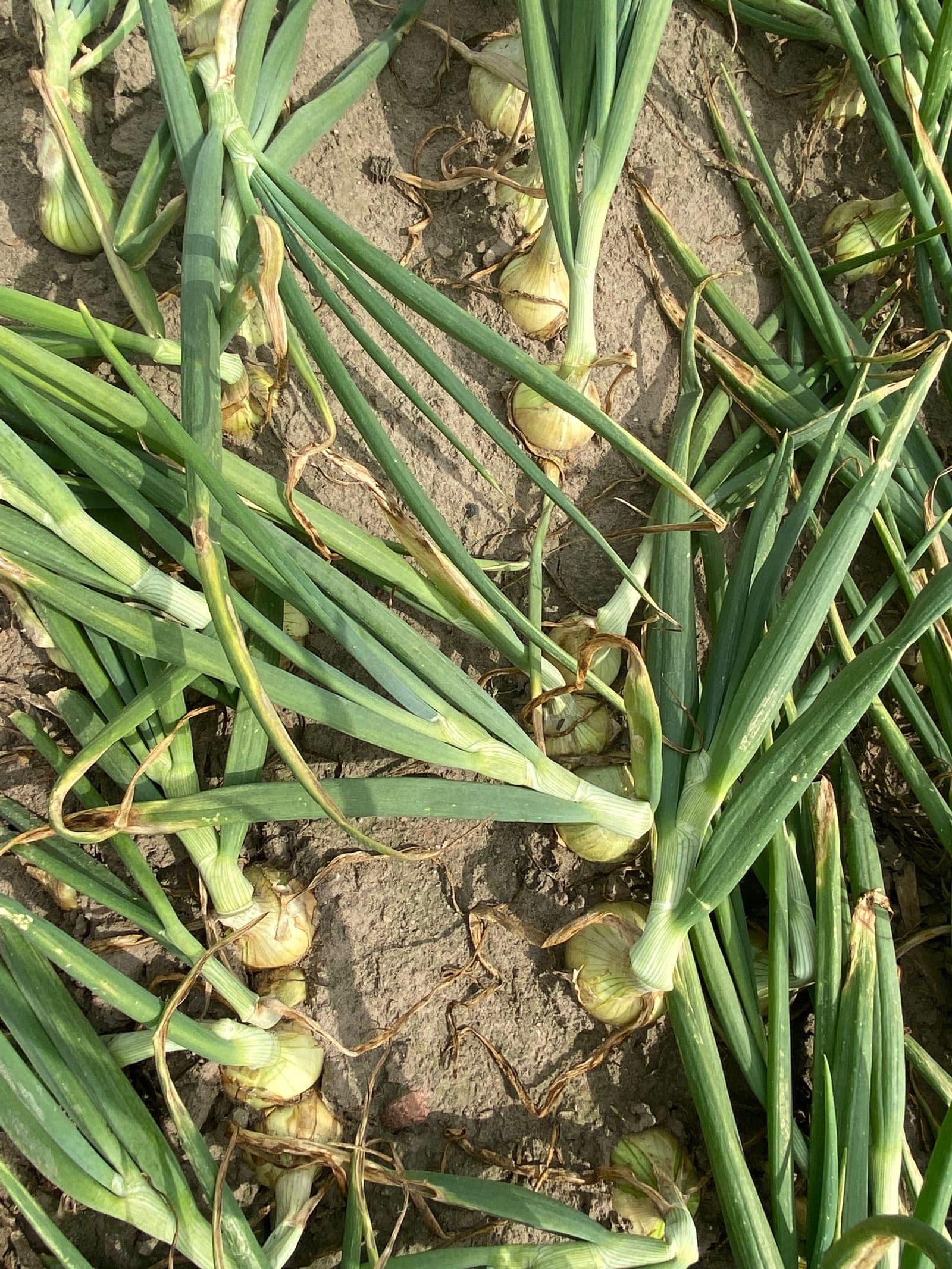 Onion ready for harvest at the beginning of July