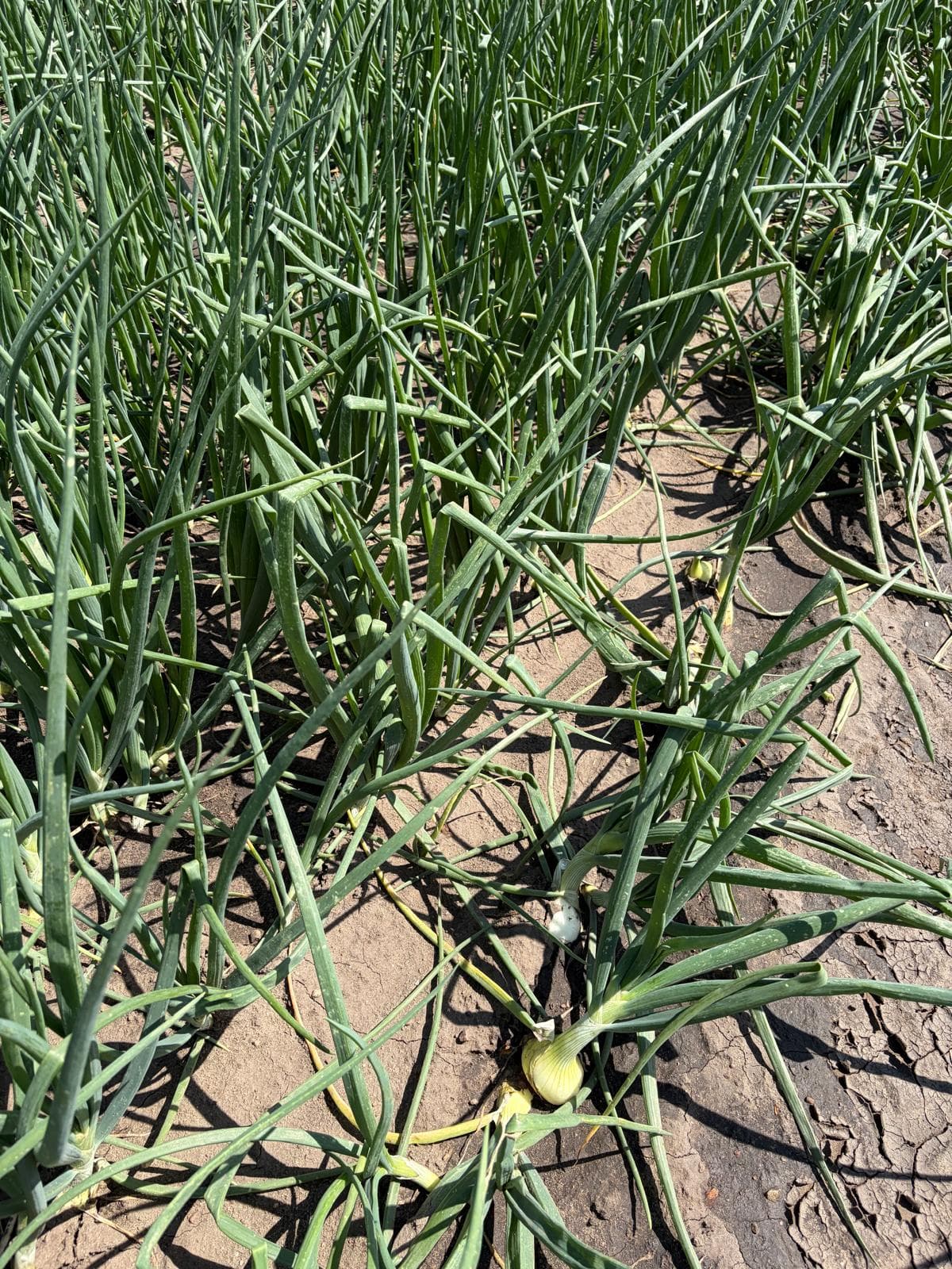 Visit to Kujawy and Carballo Onion Sets Presentation