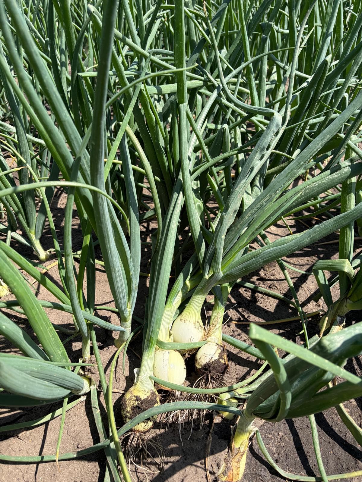 Visit to Kujawy and Carballo Onion Sets Presentation