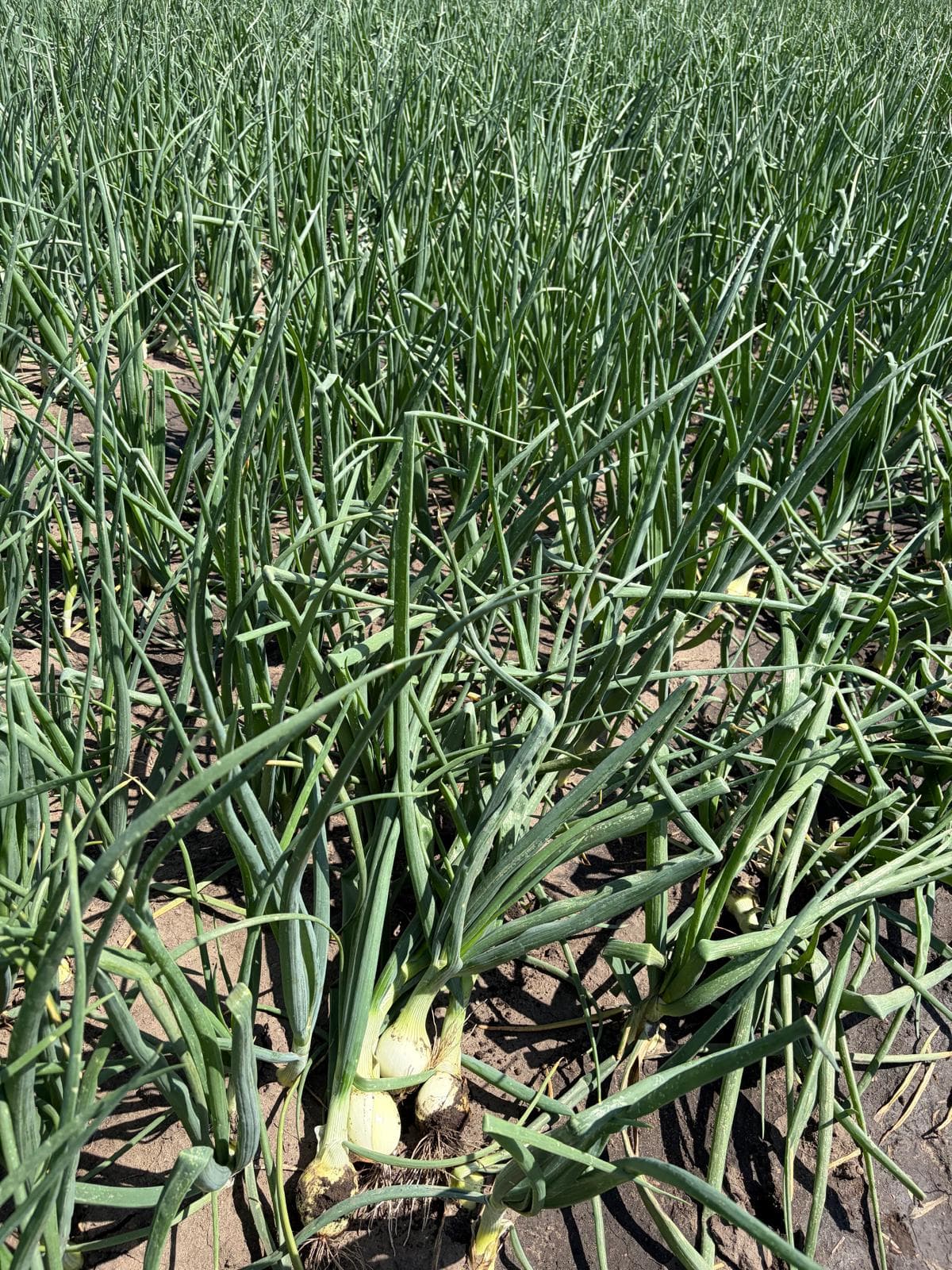 Visit to Kujawy and Carballo Onion Sets Presentation