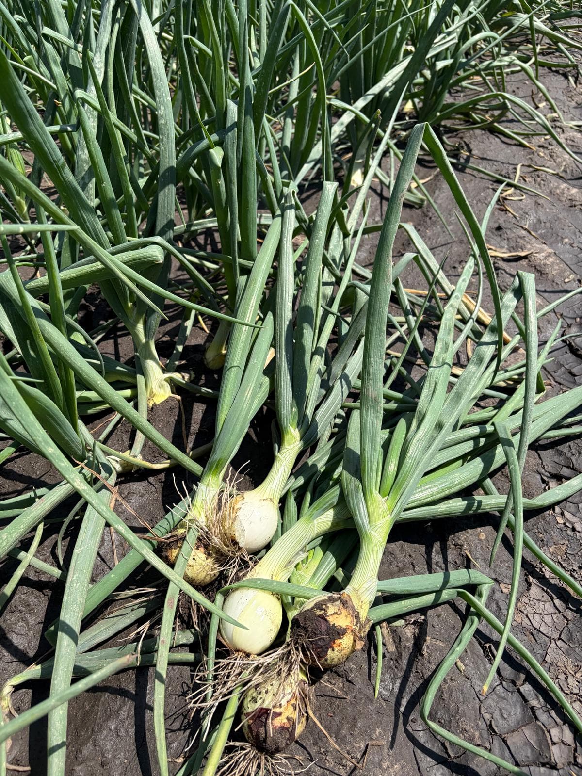 Visit to Kujawy and Carballo Onion Sets Presentation