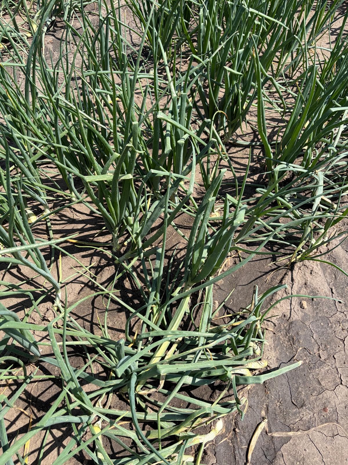 Visit to Kujawy and Carballo Onion Sets Presentation