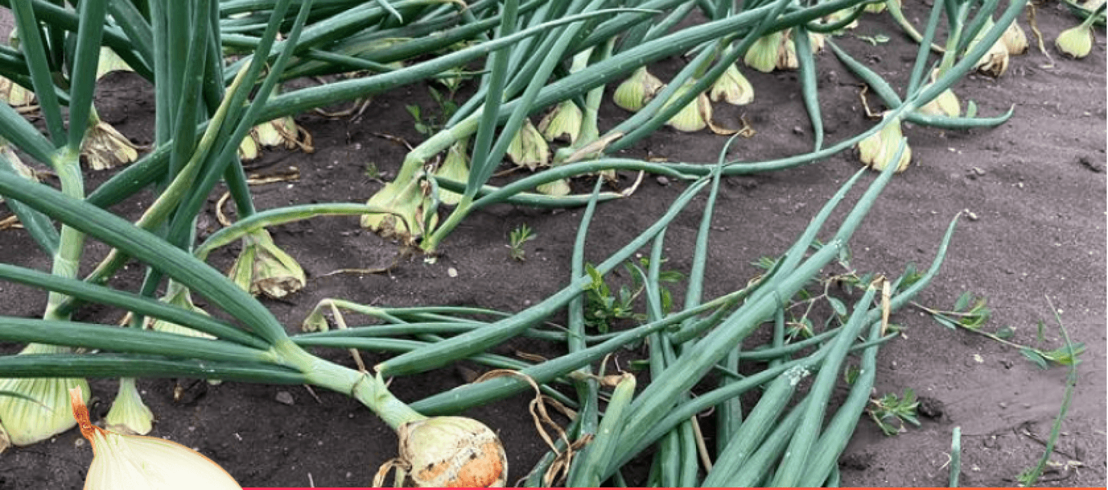 A visit to one of our onion suppliers