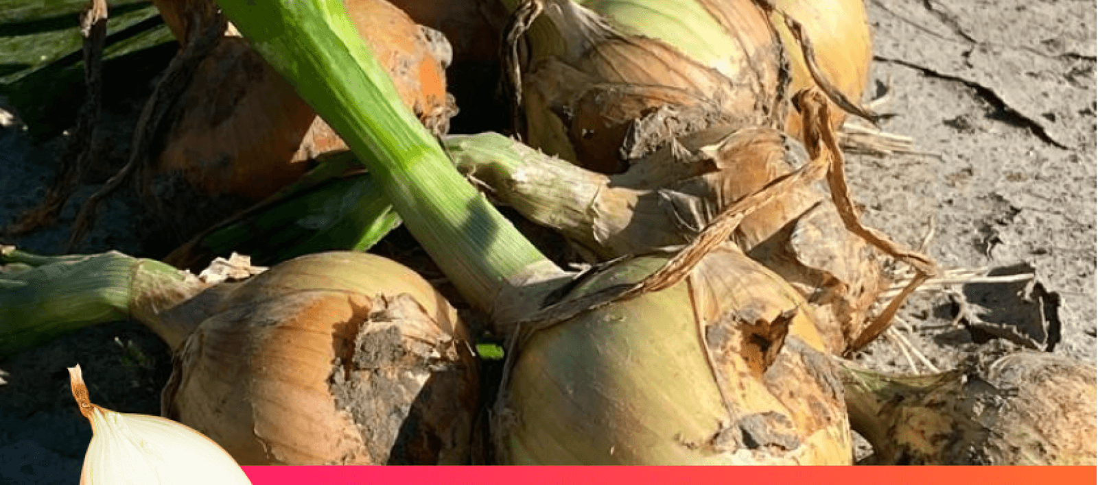 Dutch onions in two varieties