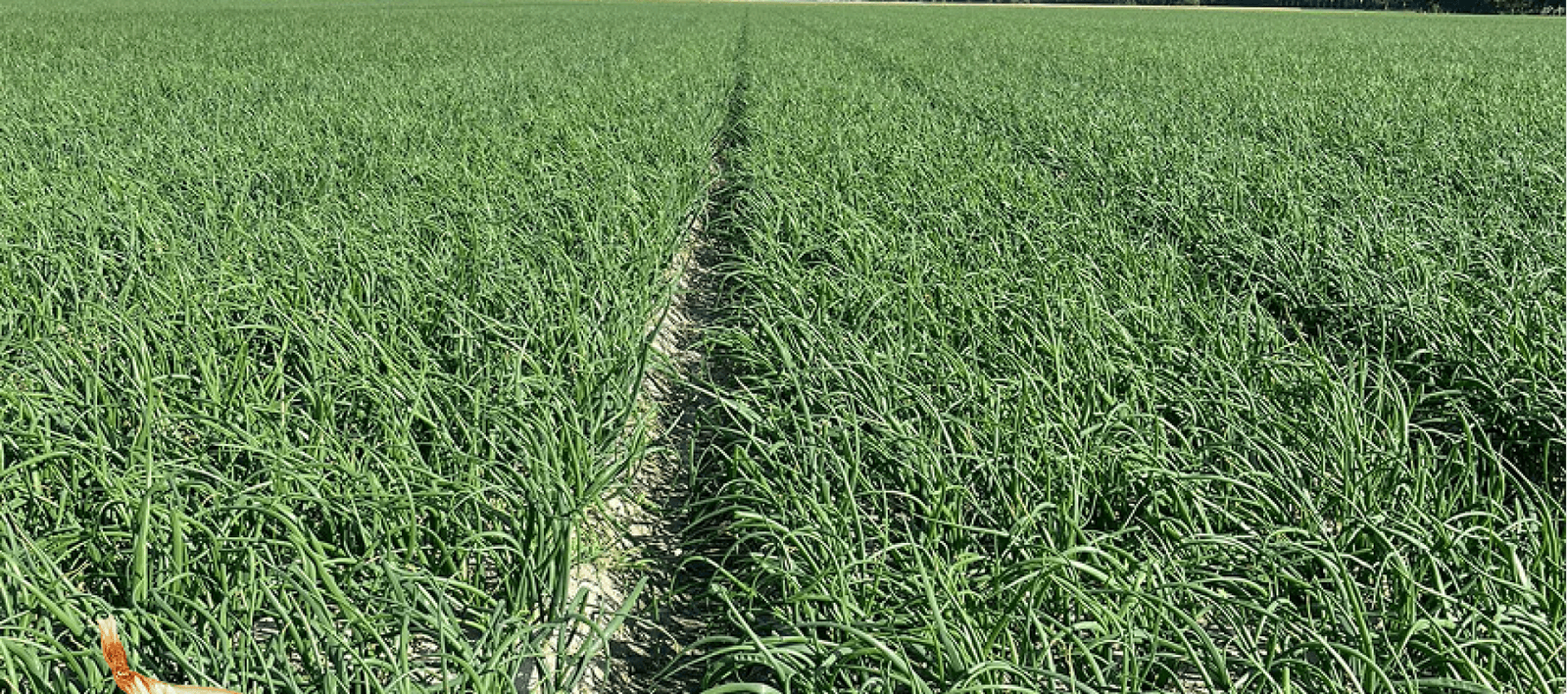 Onion Crops from the Netherlands
