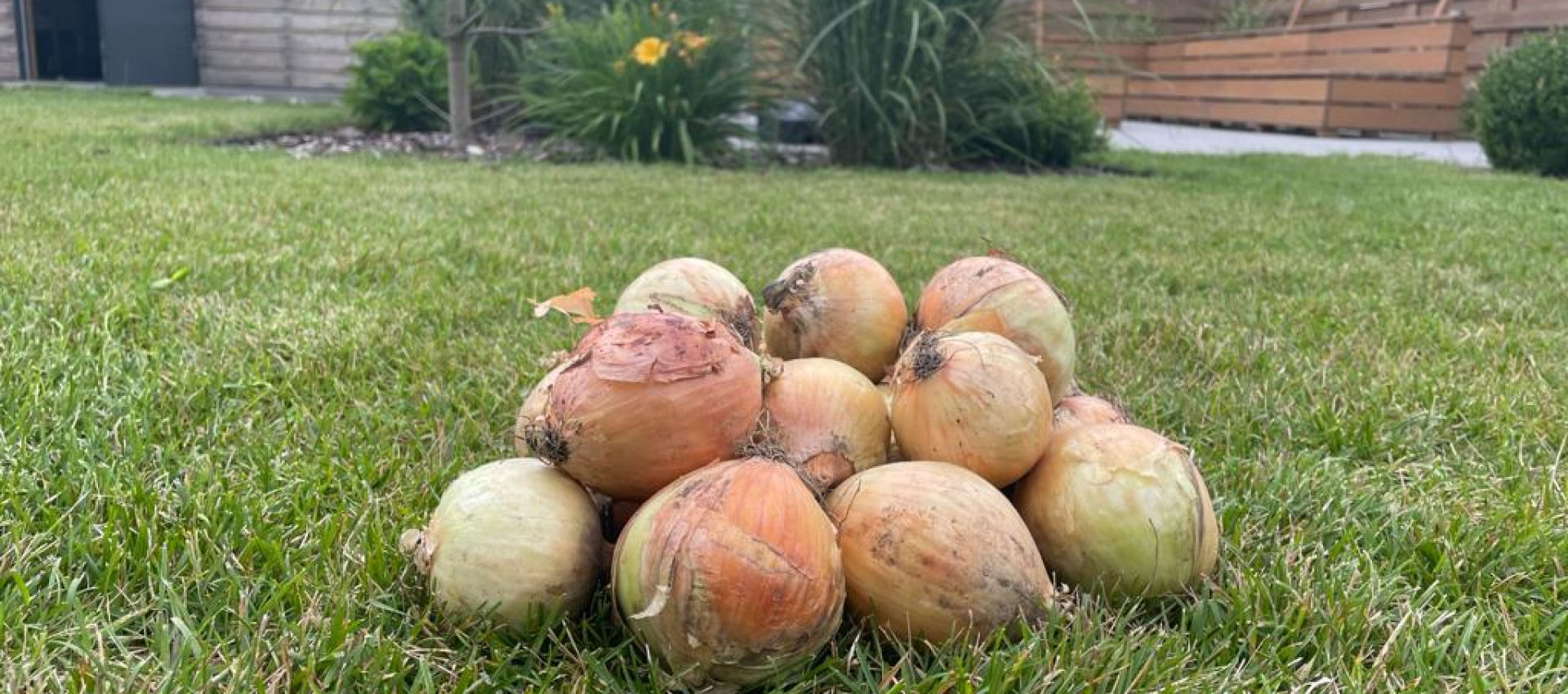 Winter onion, the Swift variety