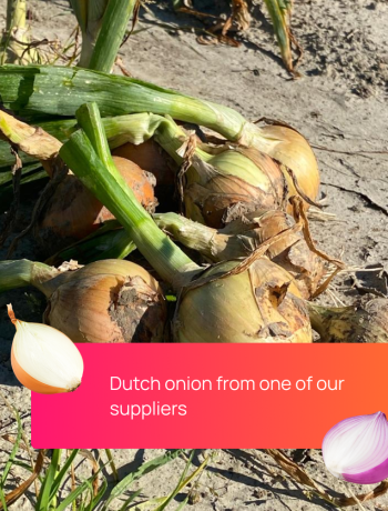 dutch_onion