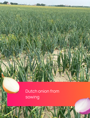 dutch-onion-from-sowing