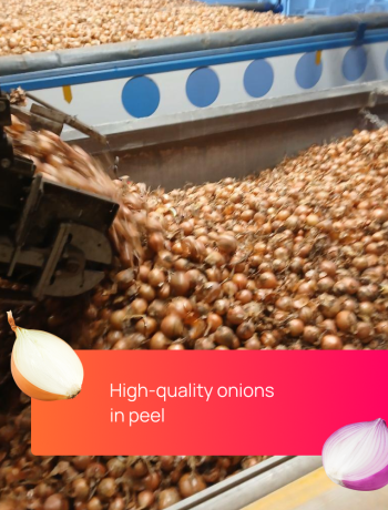 peels-onion-dutch